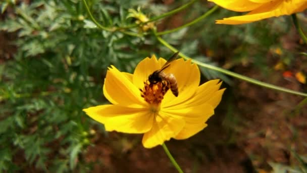 Bijen Bloemen Close Van Een Grote Gestreepte Bij Verzamelt Honing — Stockvideo