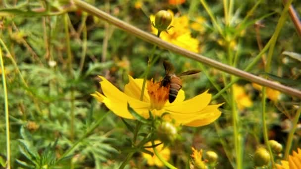 Včela Květina Detailní Záběr Velké Pruhované Včely Sbírá Med Žlutém — Stock video