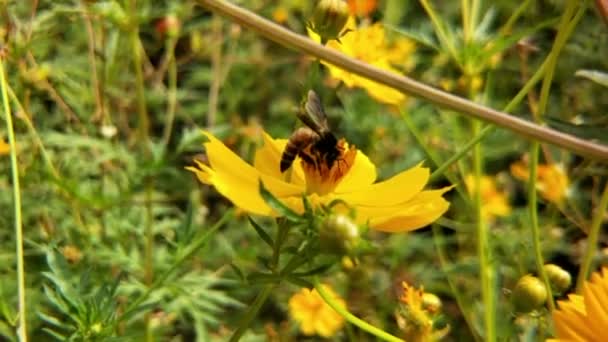 Пчела Цветок Крупный План Большой Полосатой Пчелы Собирает Мед Желтый — стоковое видео