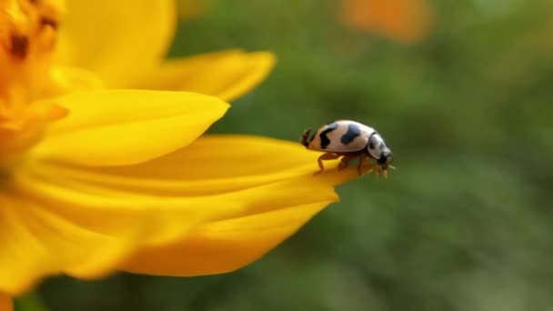 Macro Ladybird Spread Its Wings Takeoff Blade Grass Slow Motion — Stock Video