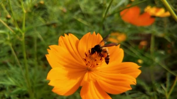 蜂と花 大きな縞模様の蜂のクローズアップは 晴れた日に黄色の花に蜂蜜を収集します マクロ水平撮影 Summer Spring Backgrounds Detail Closeup Honeybee — ストック動画