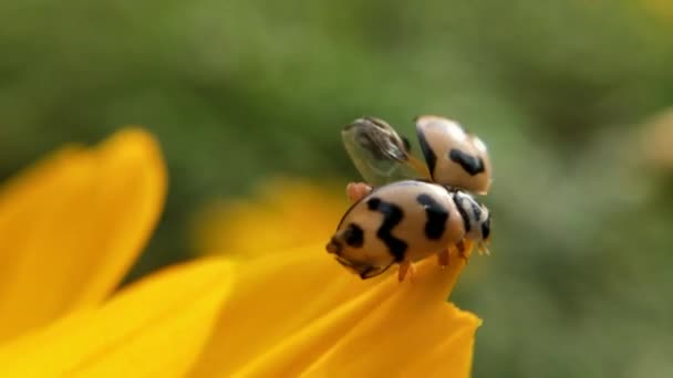 Macro Ladybird Spreidde Zijn Vleugels Voor Het Opstijgen Met Een — Stockvideo