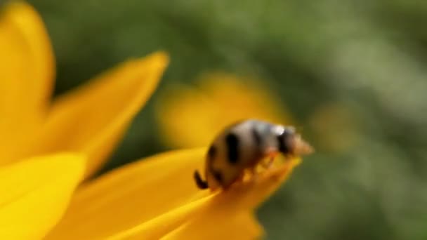 マクロ レディバードはゆっくりとした動きで草の刃で離陸する前に翼を広げた 毛深い樹皮ビートル昆虫マクロクローズアップ 葉の上に座っている7スポットテントウムシ テントウムシ 緑豊かな公園のオレンジデイジーの花でミツバチ — ストック動画