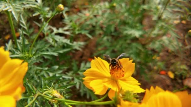 Пчела Цветок Крупный План Большой Полосатой Пчелы Собирает Мед Желтый — стоковое видео