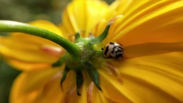 Macro Ladybird Déploie Ses Ailes Avant Décollage Avec Brin Herbe — Video