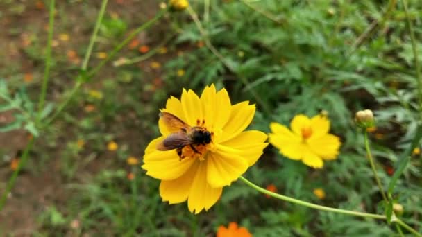 蜂と花 大きな縞模様の蜂のクローズアップは 晴れた日に黄色の花に蜂蜜を収集します マクロ水平撮影 Summer Spring Backgrounds Detail Closeup Honeybee — ストック動画