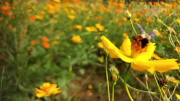 蜜蜂和花朵 在阳光灿烂的日子里 一只大而有条纹的蜜蜂在一朵黄色的花朵上采蜜 宏观水平摄影 夏季和春季背景蜜蜂的详细特写 西方蜜蜂 蜜蜂覆盖花粉 — 图库视频影像