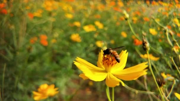 蜜蜂和花朵 在阳光灿烂的日子里 一只大而有条纹的蜜蜂在一朵黄色的花朵上采蜜 宏观水平摄影 夏季和春季背景蜜蜂的详细特写 西方蜜蜂 蜜蜂覆盖花粉 — 图库视频影像