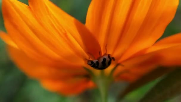 巨鸟在起飞前先张开翅膀 然后用慢动作的草叶展翅 毛茸茸的甲虫昆虫宏观特写 七位瓢虫 坐在树叶上 蜜蜂在橙菊花上 在公园里开着绿色背景的花 — 图库视频影像