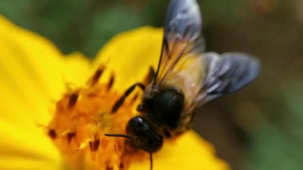일월의 커다란 줄무늬 모은다 매크로 배경을 꿀벌의 꿀벌을 리페라 — 비디오