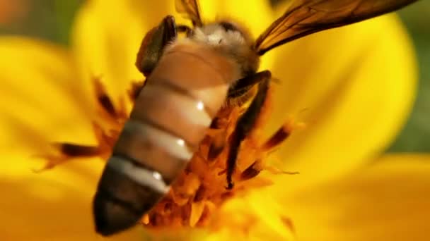 Méz Méh Orange Daisy Virágok Park Zöld Háttérrel Részlet Méh — Stock videók