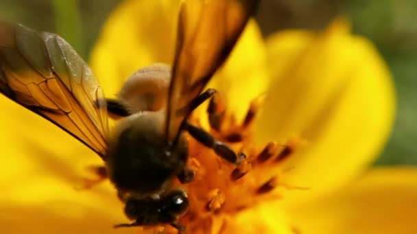 Parkta Turuncu Papatya Çiçekleri Yeşil Arka Planda Bal Arısı Turuncu — Stok video