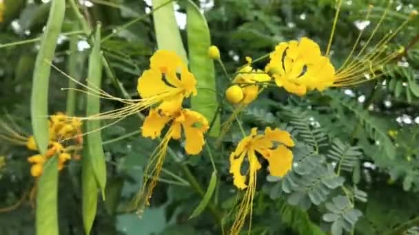 Pszczoła Miodna Pomarańczowej Daisy Kwiaty Parku Zielonym Tle Szczegóły Pszczoły — Wideo stockowe
