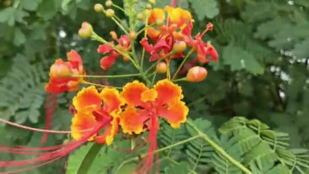 橙色菊花上的蜜蜂在绿色背景的公园里 蜜蜂或蜜蜂的细节在橙色的宇宙硫磺花上 彩色照片 — 图库视频影像