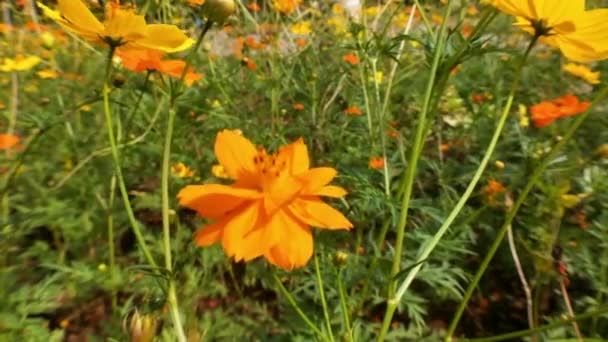 Abeja Miel Orange Daisy Flores Parque Con Fondo Verde Detalle — Vídeos de Stock