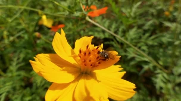 園内に咲くオレンジ色のデイジーの花にミツバチやミツバチの詳細オレンジ色のコスモス硫黄の花 美しい 閉じる 閉じる 色鮮やかな 蜂を飛ぶ — ストック動画
