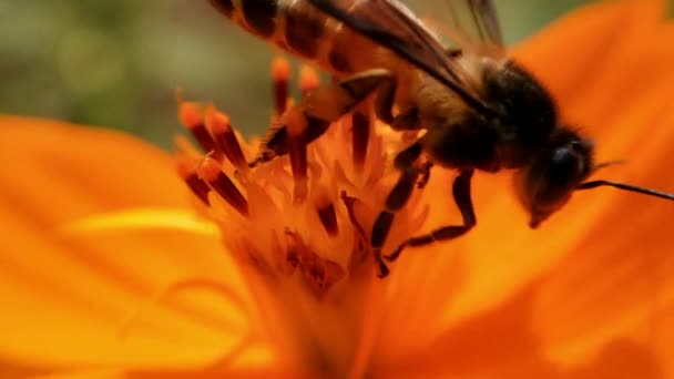 Honningbie Orange Daisy Blomster Park Med Grønn Bakgrunn Detail Bee – stockvideo