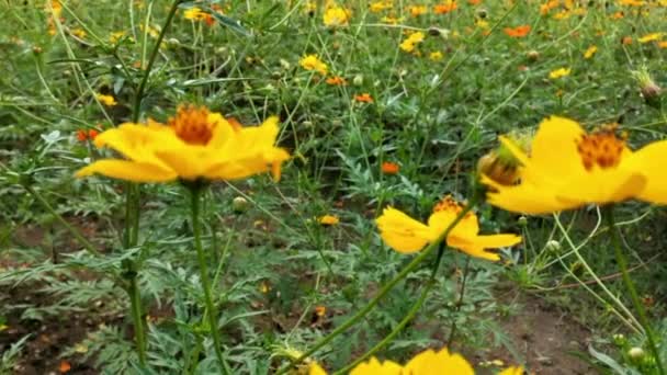 Abeille Miel Sur Les Fleurs Marguerite Orange Dans Parc Avec — Video
