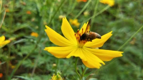 園内に咲くオレンジ色のデイジーの花にミツバチやミツバチの詳細オレンジ色のコスモス硫黄の花 美しい 閉じる 閉じる 色鮮やかな 蜂を飛ぶ — ストック動画