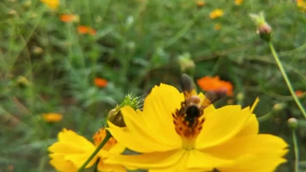 Abeja Miel Orange Daisy Flores Parque Con Fondo Verde Detalle — Vídeos de Stock