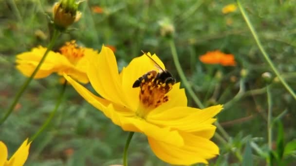 오렌지 데이지꽃은 공원의 오렌지 코스모스 꿀벌이나 꿀벌의 꼬리가 나타난다 아름답고 — 비디오