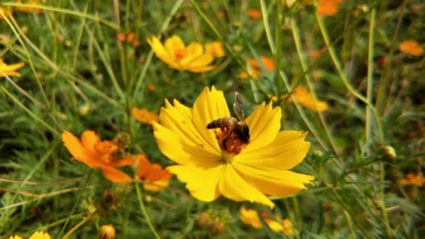 橙色菊花上的蜜蜂在绿色背景的公园里 蜜蜂或蜜蜂的细节在橙色的宇宙硫磺花上 彩色照片 — 图库视频影像