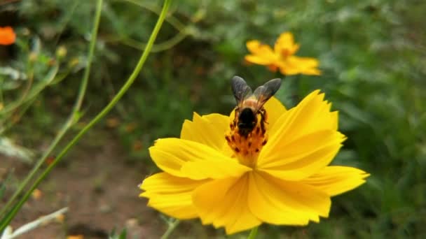 Μέλισσα Πορτοκαλί Λουλούδια Daisy Στο Πάρκο Πράσινο Φόντο Λεπτομέρεια Από — Αρχείο Βίντεο