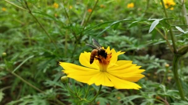 Honingbij Oranje Daisy Bloemen Park Met Groene Achtergrond Detail Van — Stockvideo