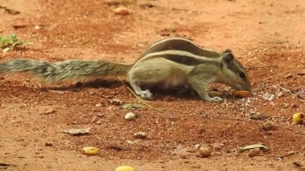 Cute Squirrel Chooses Nut Squirrel Sniffing Nuts Animal Wild Cute — Stock Video
