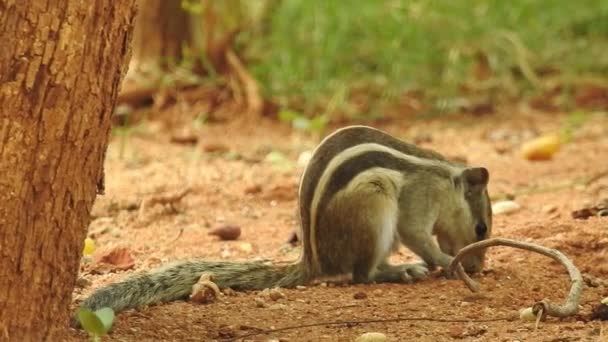 Esquilo Bonito Escolhe Uma Noz Esquilo Está Cheirar Nozes Animal — Vídeo de Stock