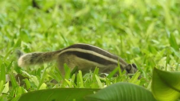 Şirin Bir Sincap Fındık Seçer Sincap Fındık Kokluyor Hayvan Vahşi — Stok video