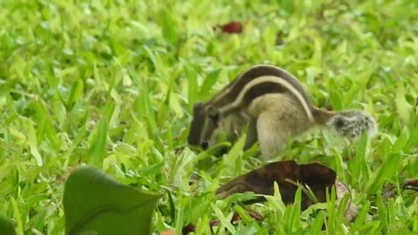 귀여운 다람쥐가 견과를 합니다 다람쥐가 견과를 귀여운 설치류 그루터기 매크로 — 비디오