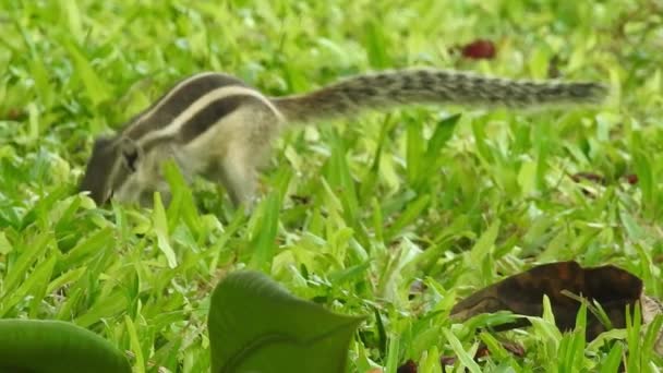 Uno Scoiattolo Carino Sceglie Una Noce Scoiattolo Sta Annusando Noci — Video Stock