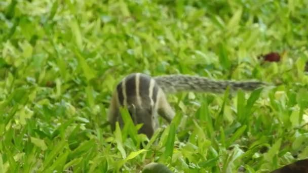 可爱的松鼠选择坚果 松鼠在嗅坚果 啮齿动物 模糊的背景 狐狸松鼠 黑鬼科学家 坐在绿枝上的画像 — 图库视频影像