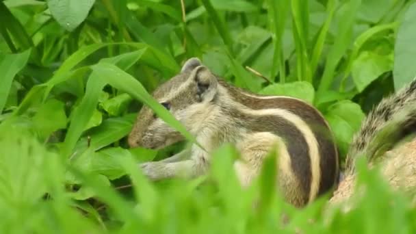 Niedliches Rotes Eichhörnchen Erwachsener Sitzt Auf Zweig Fressenden Kegel Oder — Stockvideo