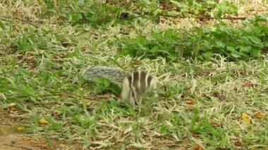 Tatlı Kırmızı Sincap Yetişkin Dal Yeme Konisi 'nde ya da Yaz Kızıl Japon sincabı Ponderosa Çam Ormanı' nda Çam Kozalağı 'nda oturan, yan yana oturan, ön pençelerinde fındık tutan ve ondan yiyen. Kuyruğunu kaldır. Beyaz arka planda izole edilmiş. kırmızı sincap