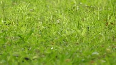 Tatlı Kırmızı Sincap Yetişkin Dal Yeme Konisi 'nde ya da Yaz Kızıl Japon sincabı Ponderosa Çam Ormanı' nda Çam Kozalağı 'nda oturan, yan yana oturan, ön pençelerinde fındık tutan ve ondan yiyen. Kuyruğunu kaldır. Beyaz arka planda izole edilmiş. kırmızı sincap