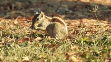Şirin bir sincap fındık seçer. Sincap fındık kokluyor. Hayvan, vahşi, sevimli, kemirgen, doğa, orman, fındıklı sincap. Ormanda fındık yiyen sincap, Ponderosa Çam Ormanı 'nda ağaç dalında oturan şirin kırmızı sincap yetişkin sincap ya da kozalak. 