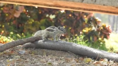 Şirin bir sincap fındık seçer. Sincap fındık kokluyor. Hayvan, vahşi, sevimli, kemirgen, doğa, orman, fındıklı sincap. Ormanda fındık yiyen sincap, Ponderosa Çam Ormanı 'nda ağaç dalında oturan şirin kırmızı sincap yetişkin sincap ya da kozalak. 