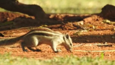 Üç çizgili Indiana sincabı seçici odaklı iki şarjörlü yemek sırası yiyor. Hint palmiye sincabı ya da üç çizgili palmiye sincabı, Sciuridae familyasından doğal olarak Hindistan 'da bulunan bir kemirgen türüdür. Şirin bir sincap fındık seçer. Sincap.