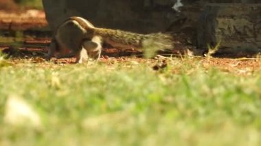 Üç çizgili Indiana sincabı seçici odaklı iki şarjörlü yemek sırası yiyor. Hint palmiye sincabı ya da üç çizgili palmiye sincabı, Sciuridae familyasından doğal olarak Hindistan 'da bulunan bir kemirgen türüdür. Şirin bir sincap fındık seçer. Sincap.