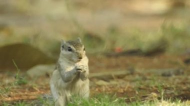 Üç çizgili Indiana sincabı seçici odaklı iki şarjörlü yemek sırası yiyor. Hint palmiye sincabı ya da üç çizgili palmiye sincabı, Sciuridae familyasından doğal olarak Hindistan 'da bulunan bir kemirgen türüdür. Şirin bir sincap fındık seçer. Sincap.
