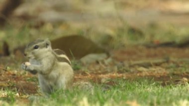 Üç çizgili Indiana sincabı seçici odaklı iki şarjörlü yemek sırası yiyor. Hint palmiye sincabı ya da üç çizgili palmiye sincabı, Sciuridae familyasından doğal olarak Hindistan 'da bulunan bir kemirgen türüdür. Şirin bir sincap fındık seçer. Sincap.