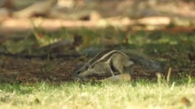 Üç çizgili Indiana sincabı seçici odaklı iki şarjörlü yemek sırası yiyor. Hint palmiye sincabı ya da üç çizgili palmiye sincabı, Sciuridae familyasından doğal olarak Hindistan 'da bulunan bir kemirgen türüdür. Şirin bir sincap fındık seçer. Sincap.