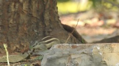 Üç çizgili Indiana sincabı seçici odaklı iki şarjörlü yemek sırası yiyor. Hint palmiye sincabı ya da üç çizgili palmiye sincabı, Sciuridae familyasından doğal olarak Hindistan 'da bulunan bir kemirgen türüdür. Şirin bir sincap fındık seçer. Sincap.