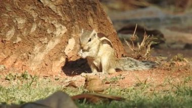 Üç çizgili Indiana sincabı seçici odaklı iki şarjörlü yemek sırası yiyor. Hint palmiye sincabı ya da üç çizgili palmiye sincabı, Sciuridae familyasından doğal olarak Hindistan 'da bulunan bir kemirgen türüdür. Şirin bir sincap fındık seçer. Sincap.