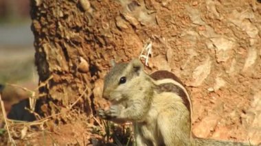 Üç çizgili Indiana sincabı seçici odaklı iki şarjörlü yemek sırası yiyor. Hint palmiye sincabı ya da üç çizgili palmiye sincabı, Sciuridae familyasından doğal olarak Hindistan 'da bulunan bir kemirgen türüdür. Şirin bir sincap fındık seçer. Sincap.