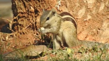 Üç çizgili Indiana sincabı seçici odaklı iki şarjörlü yemek sırası yiyor. Hint palmiye sincabı ya da üç çizgili palmiye sincabı, Sciuridae familyasından doğal olarak Hindistan 'da bulunan bir kemirgen türüdür. Şirin bir sincap fındık seçer. Sincap.
