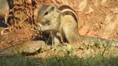 Üç çizgili Indiana sincabı seçici odaklı iki şarjörlü yemek sırası yiyor. Hint palmiye sincabı ya da üç çizgili palmiye sincabı, Sciuridae familyasından doğal olarak Hindistan 'da bulunan bir kemirgen türüdür. Şirin bir sincap fındık seçer. Sincap.
