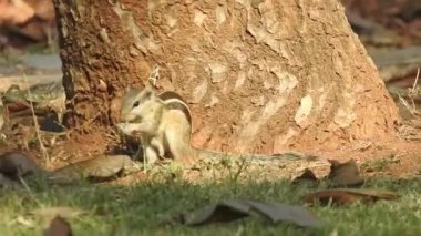 Üç çizgili Indiana sincabı seçici odaklı iki şarjörlü yemek sırası yiyor. Hint palmiye sincabı ya da üç çizgili palmiye sincabı, Sciuridae familyasından doğal olarak Hindistan 'da bulunan bir kemirgen türüdür. Şirin bir sincap fındık seçer. Sincap.